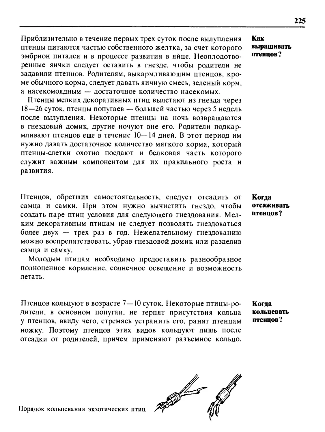 Как выращивать птенцов?
Когда отсаживать птенцов?
Когда кольцевать птенцов?