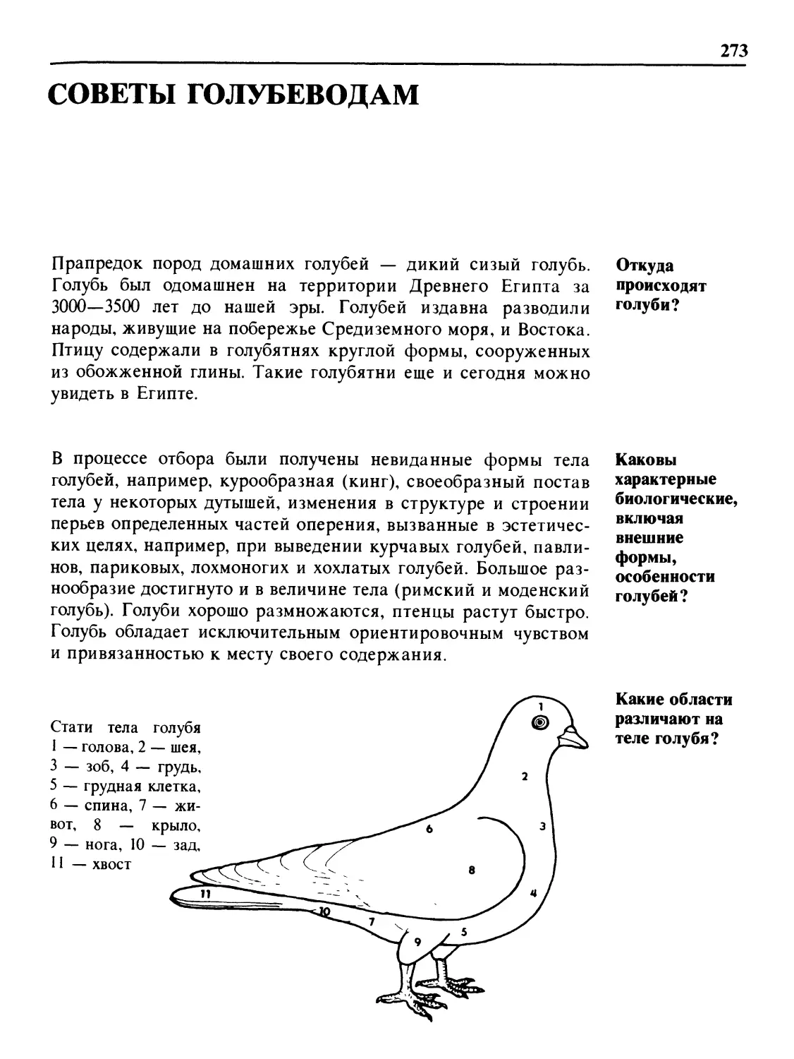 Советы голубеводам
Каковы характерные биологические, включая внешние формы, особенности голубей?
Какие области различают на теле голубя?