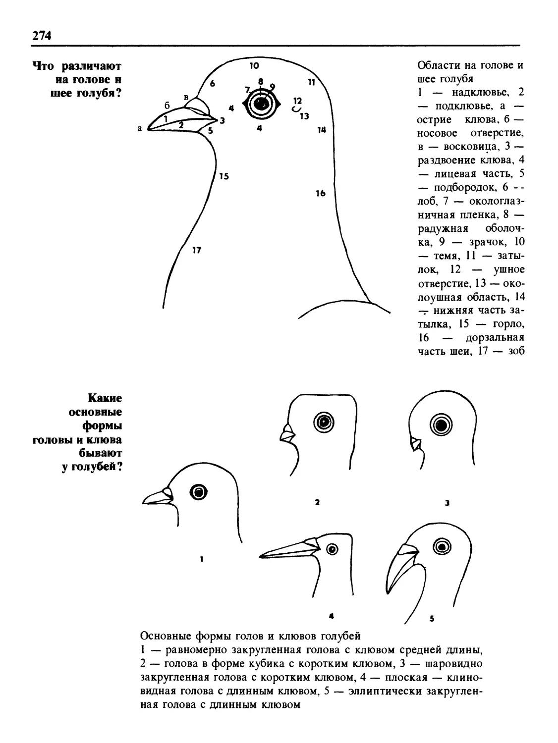 Что различают на голове и шее голубя?
Какие основные формы головы и клюва бывают у голубей?