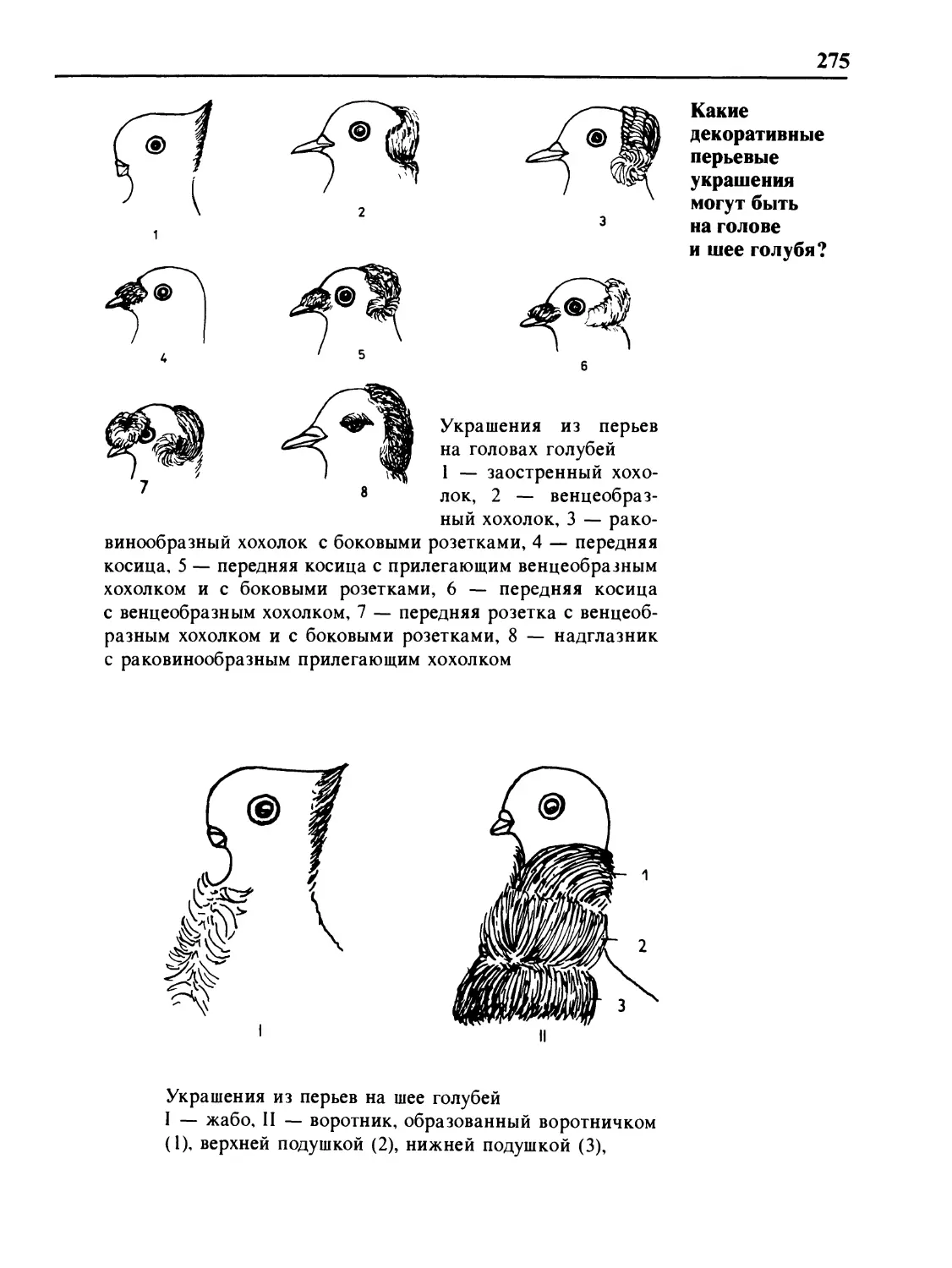Какие декоративные перьевые украшения могут быть на голове и шее голубя?