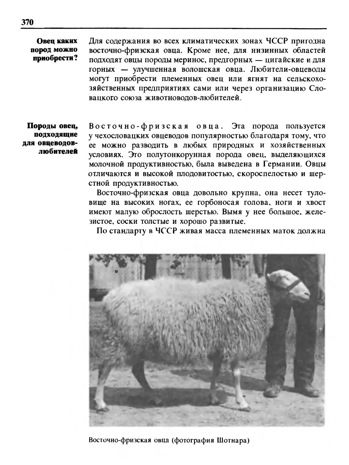 Овец каких пород можно приобрести?
Породы овец, подходящие для овцеводов-любителей