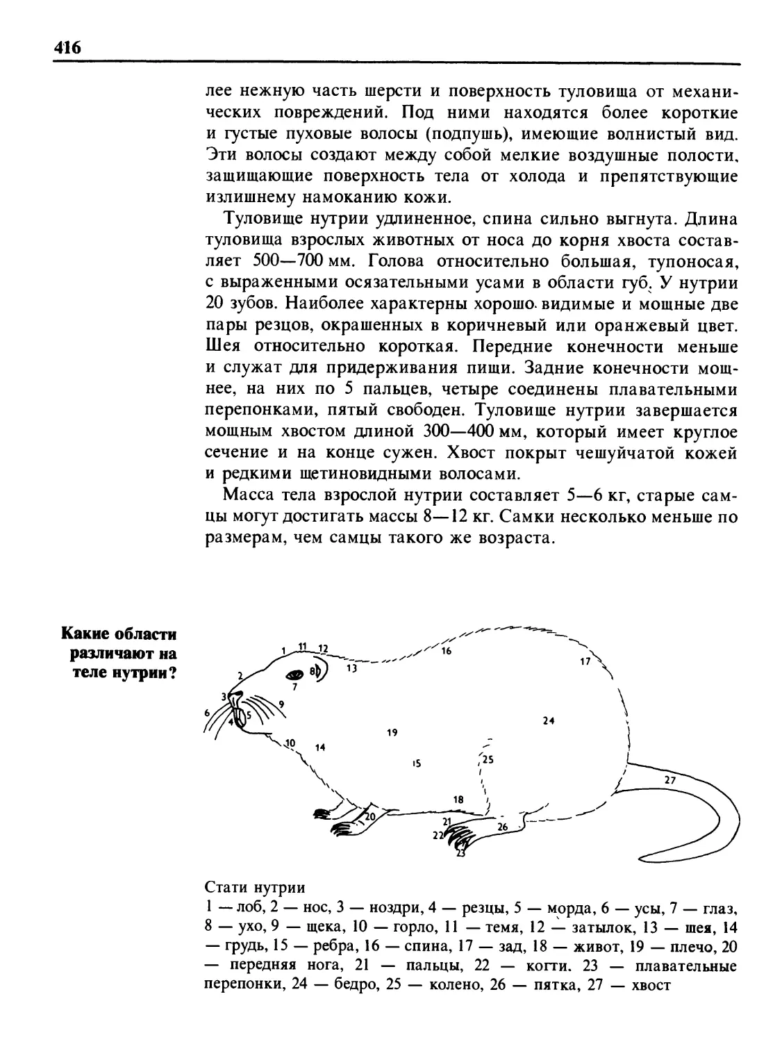 Какие области различают на теле нутрии?