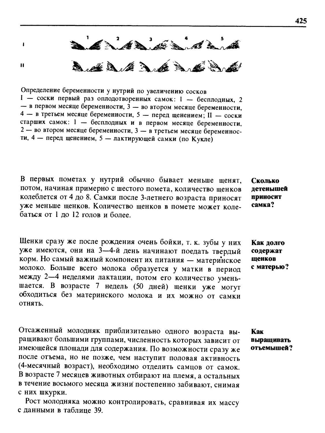 Сколько детенышей приносит самка?
Как долго содержат щенков с матерью?
Как выращивать отъемышей?