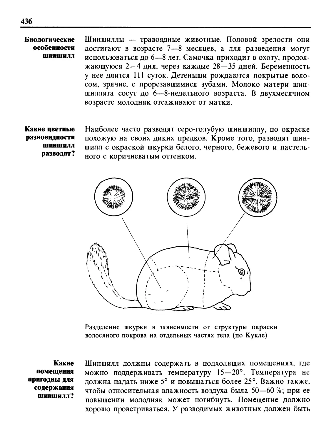 Биологические особенности шиншилл
Какие цветные разновидности шиншилл разводят?
Какие помещения пригодны для шиншилл?