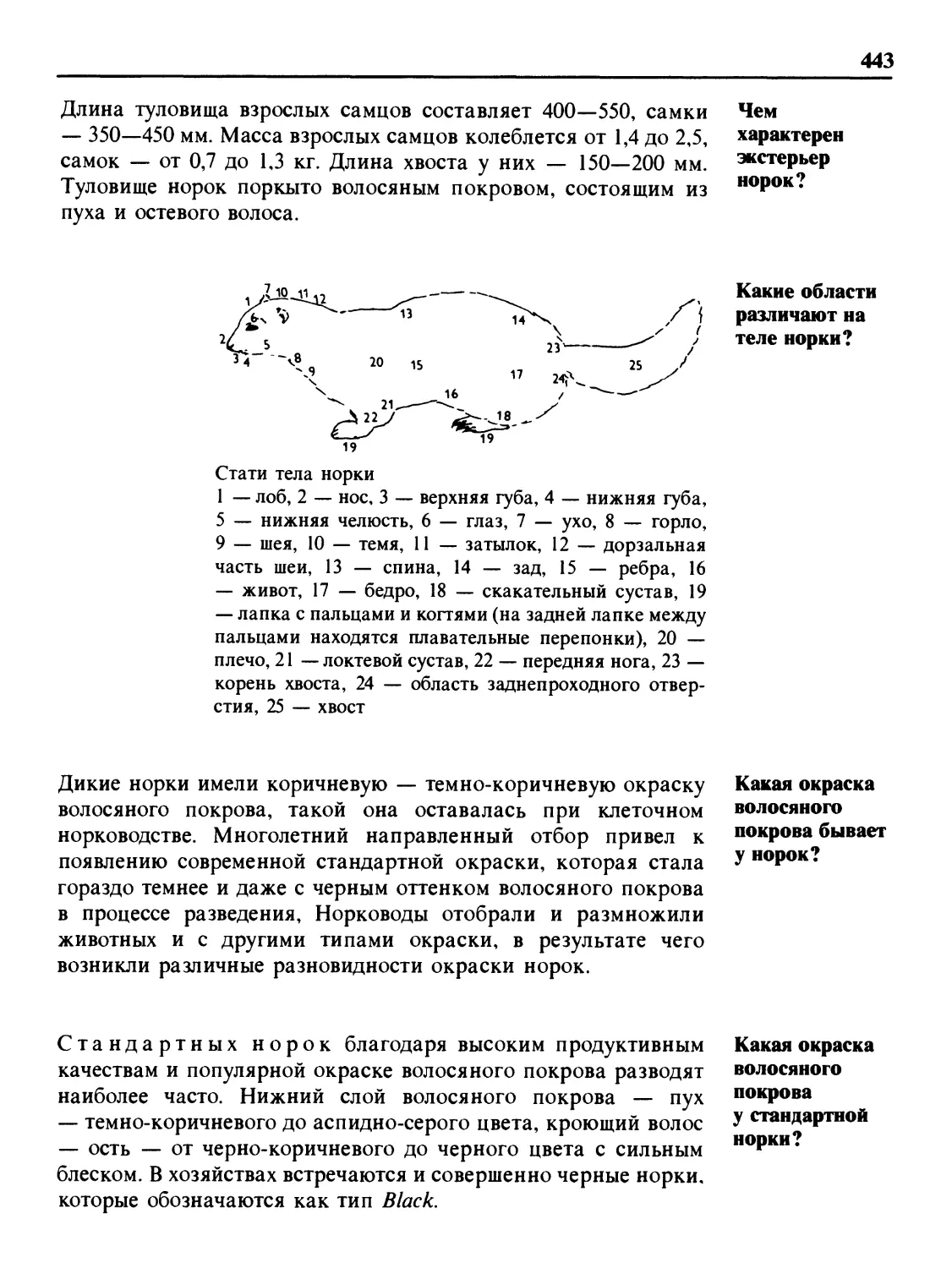 Чем характерен экстерьер норок?
Какие области различают на теле норки?
Какая окраска волосяного покрова бывает у норок?
Какая окраска волосяного покрова у стандартной норки?