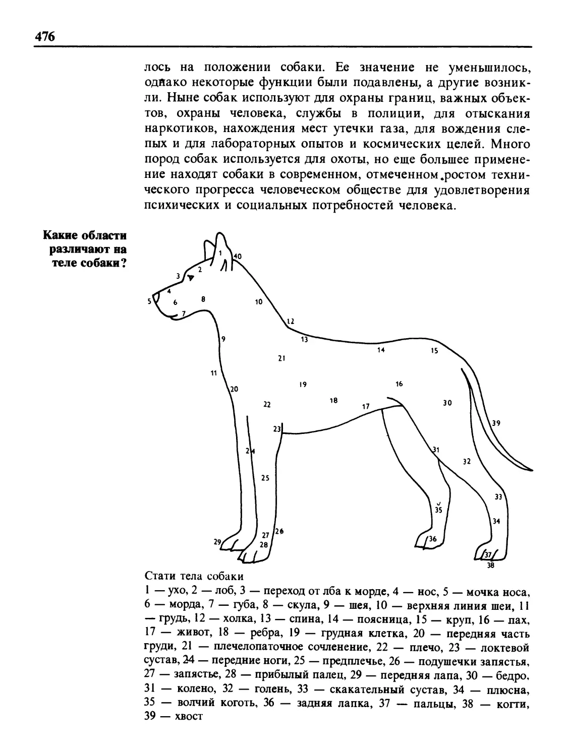 Какие области различают на теле собаки?