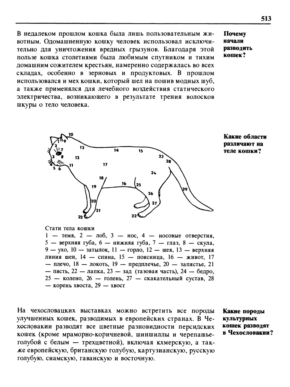 Почему человек начал разводить кошек?
Какие области различают на теле кошки?
Какие породы культурных кошек разводят в Чехословакии?