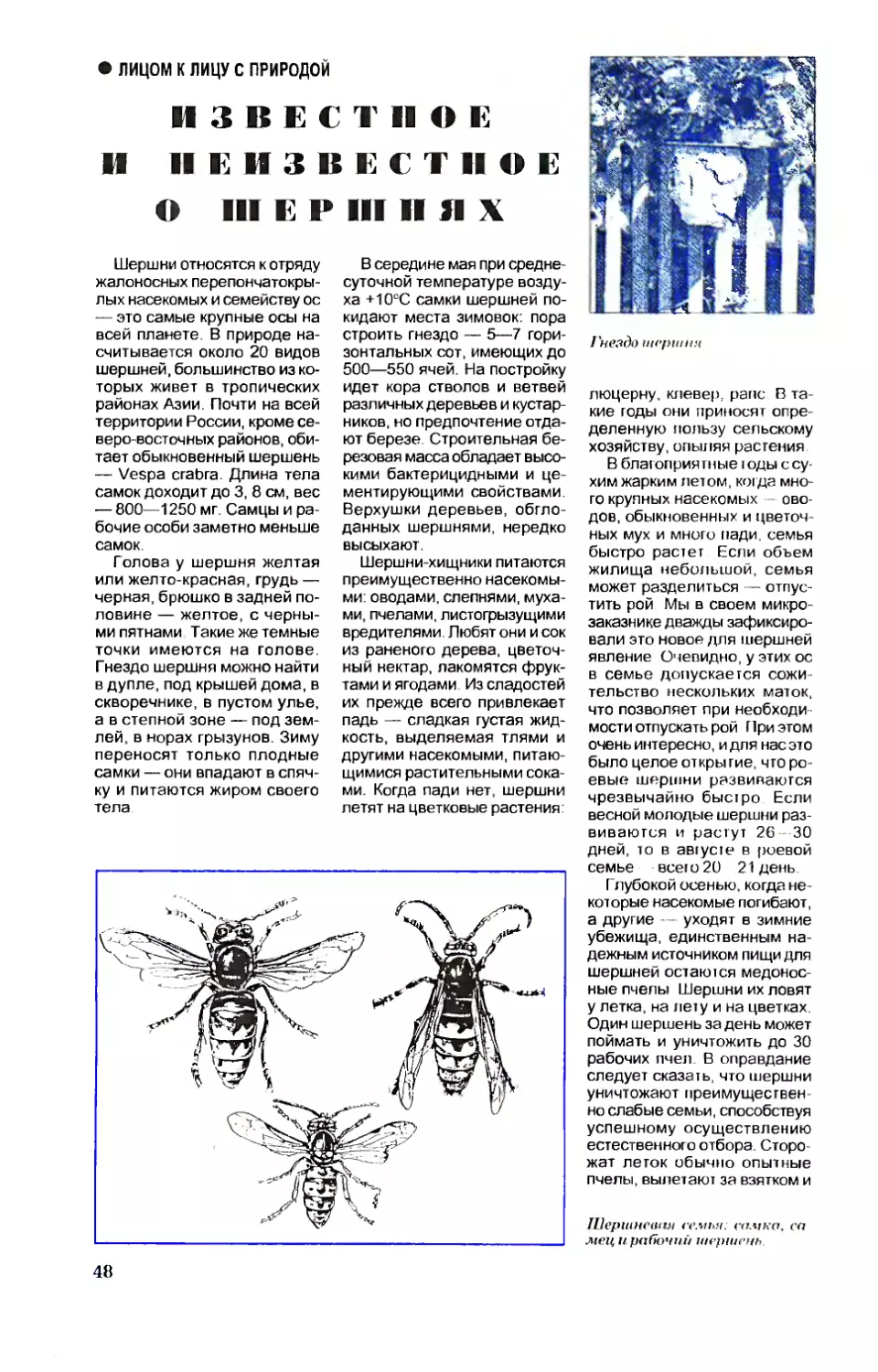 [Лицом к лицу с природой] — И. МАДЕБЕЙКИН — Известное и неизвестное о шершнях