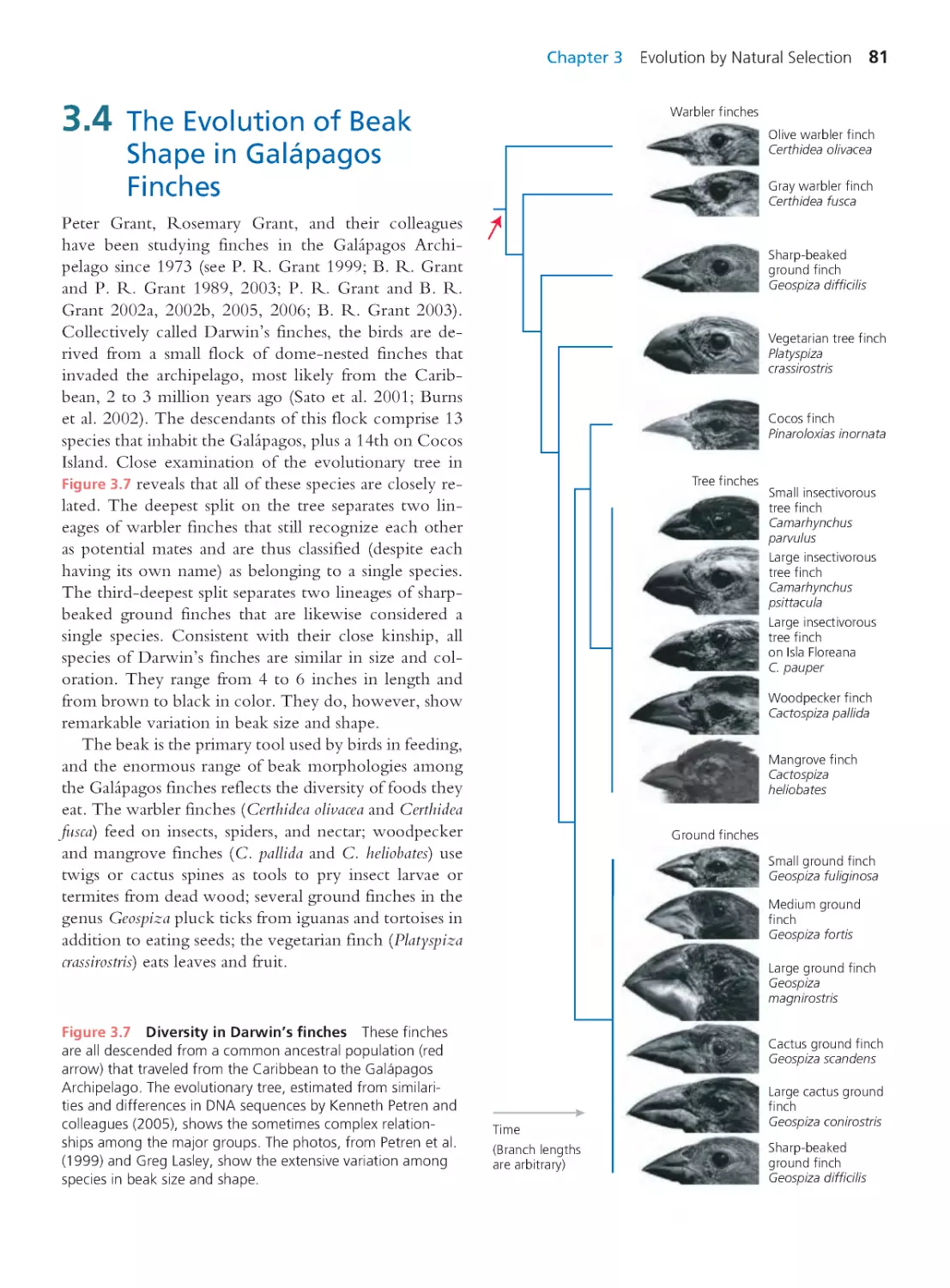 3.4 The Evolution of Beak Shape in Galápagos Finches