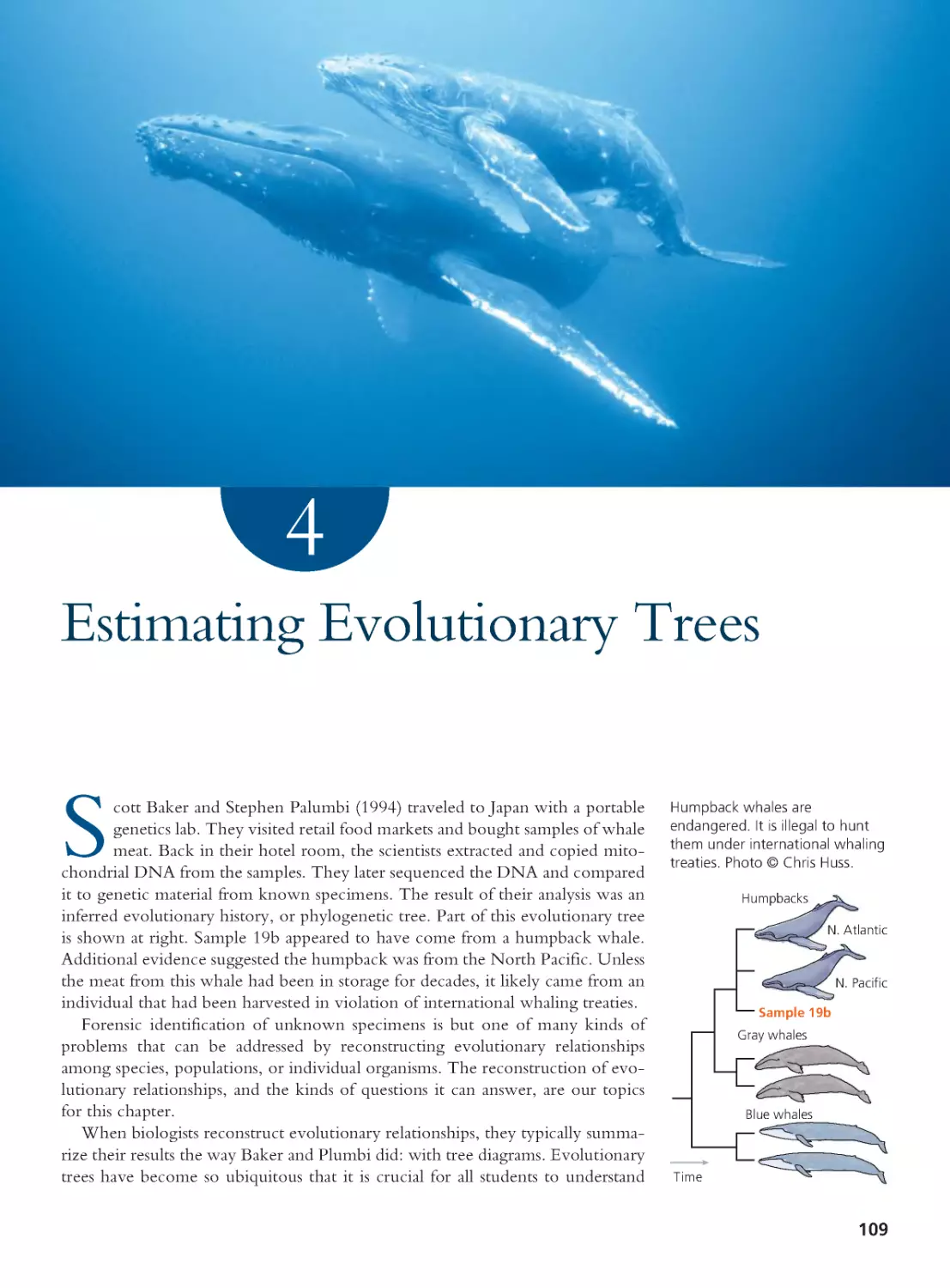 CHAPTER 4 Estimating Evolutionary Trees