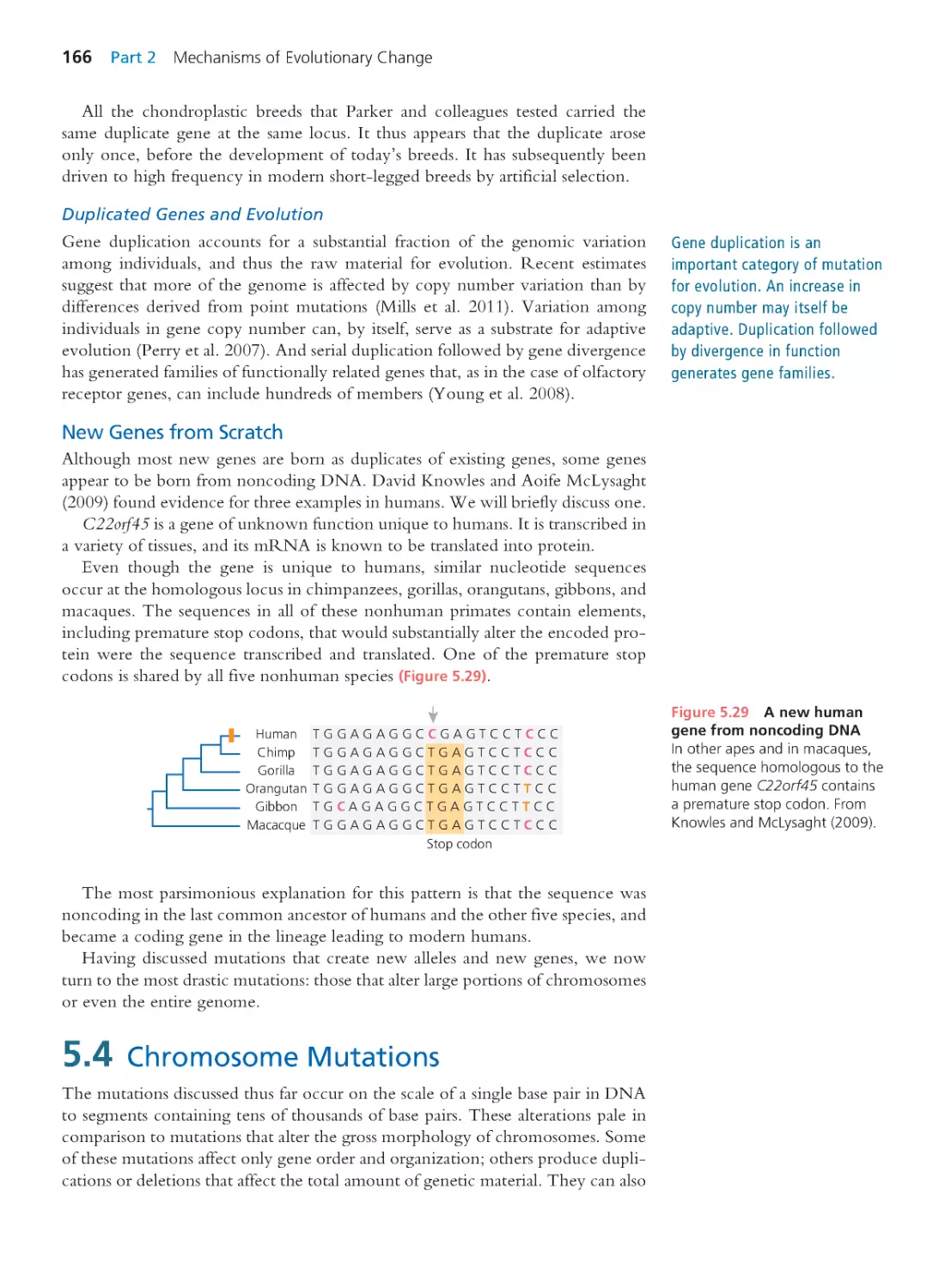 5.4 Chromosome Mutations