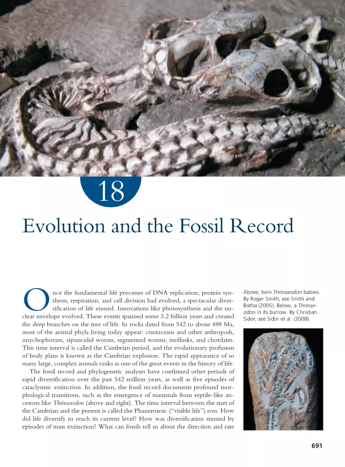 CHAPTER 18 Evolution and the Fossil Record