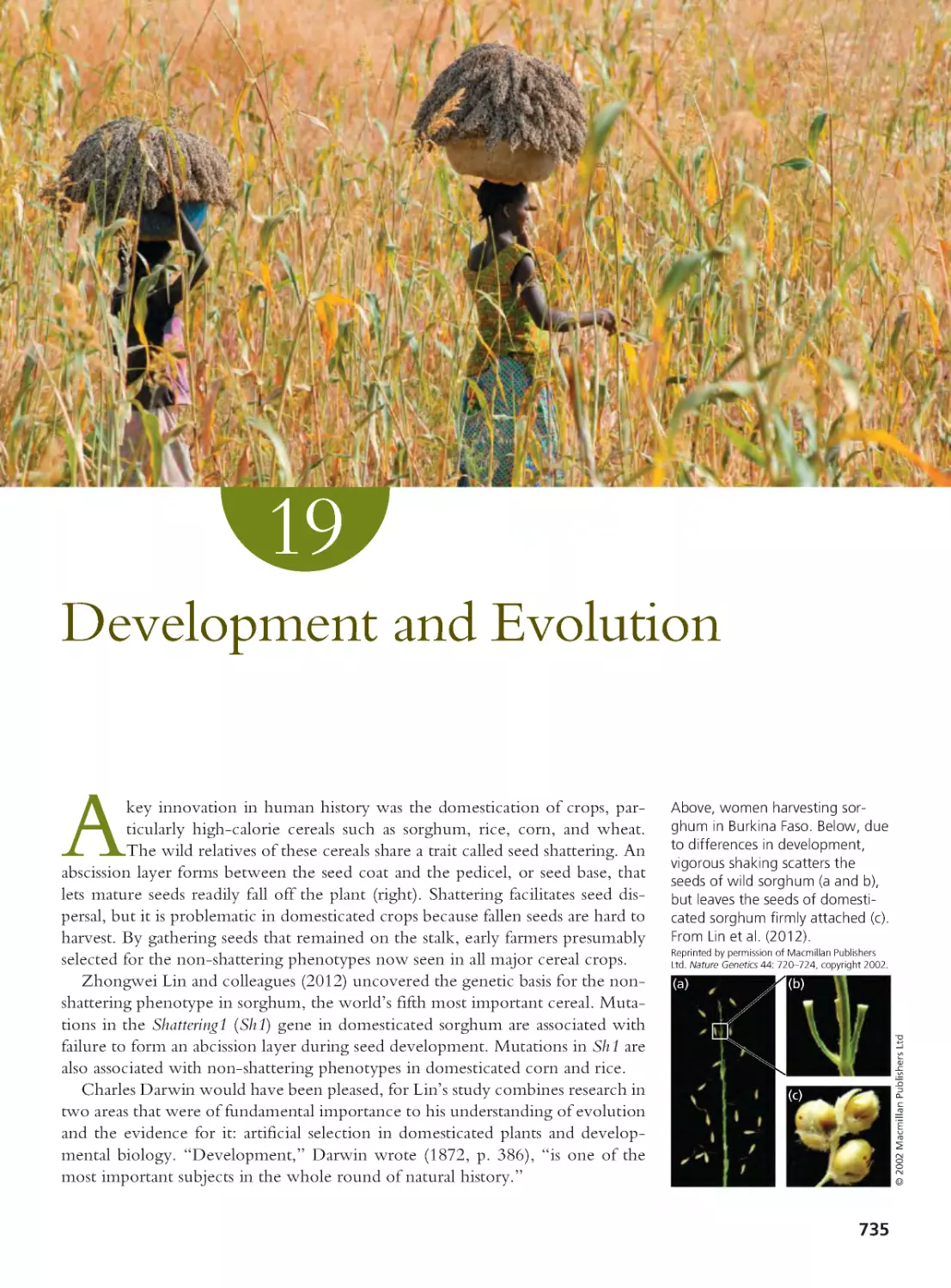 CHAPTER 19 Development and Evolution