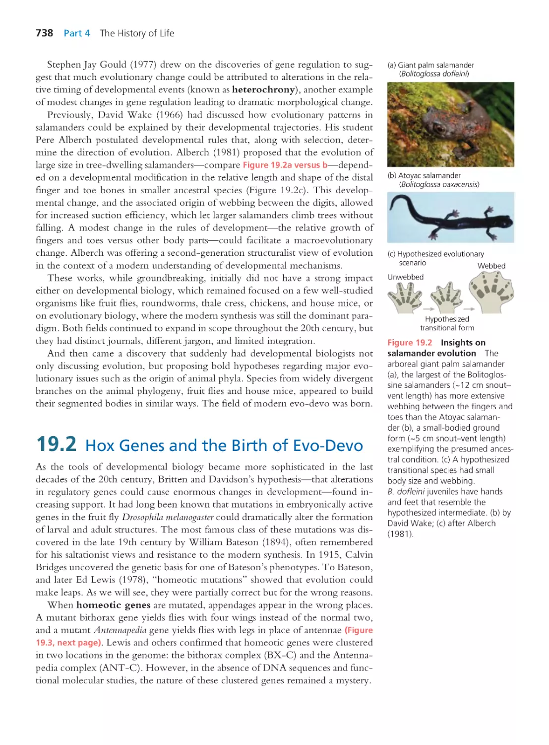 19.2 Hox Genes and the Birth of Evo-Devo