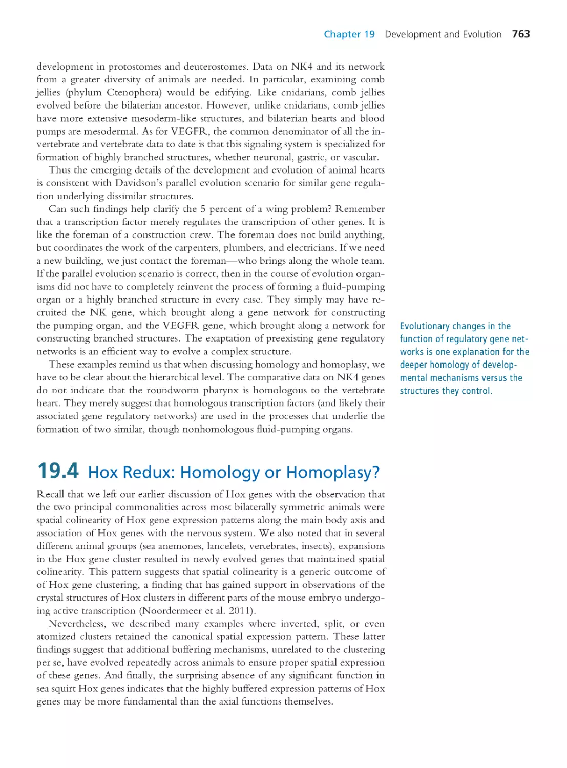19.4 Hox Redux: Homology or Homoplasy?