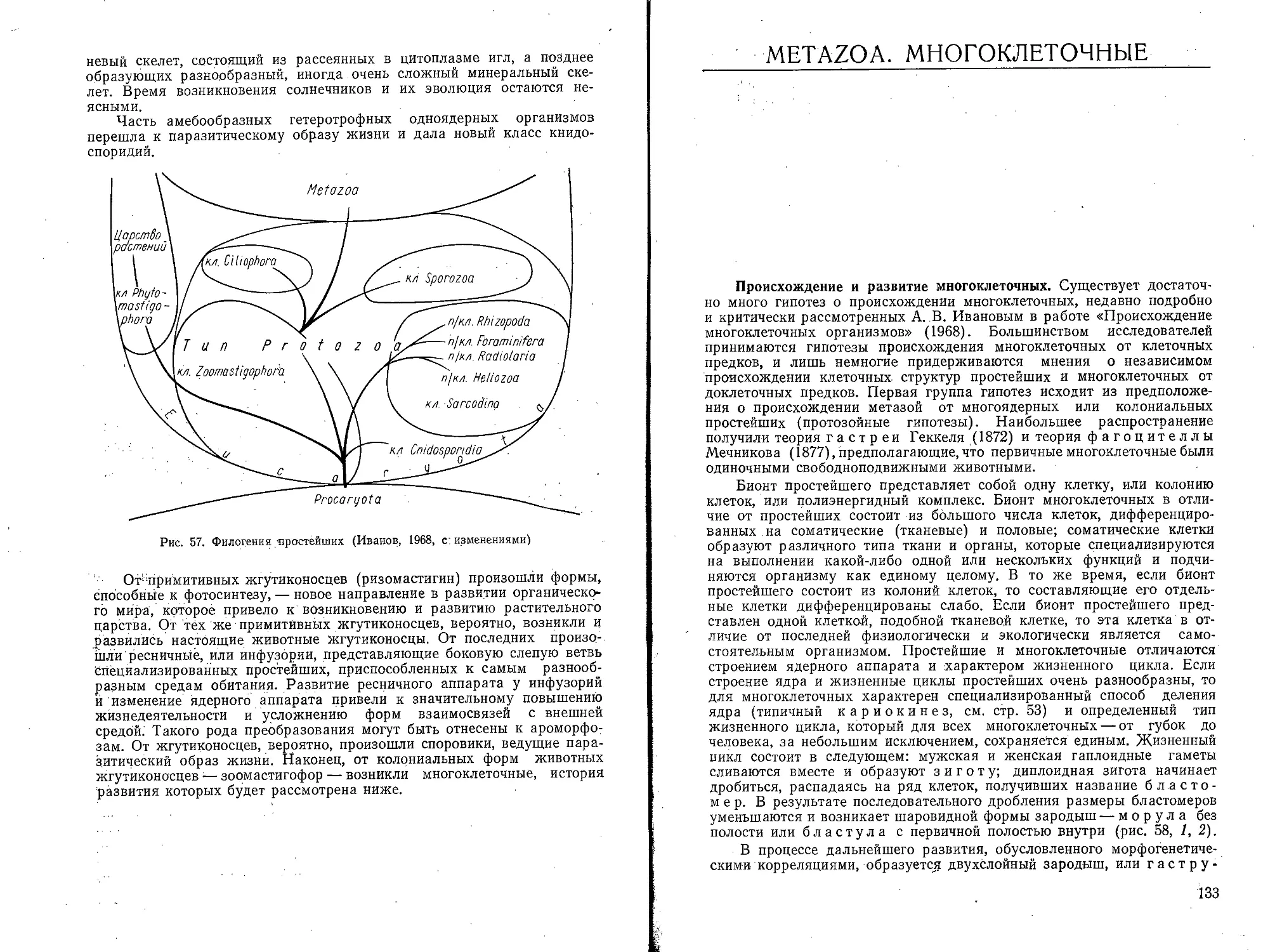 Metazoa. Многоклеточные