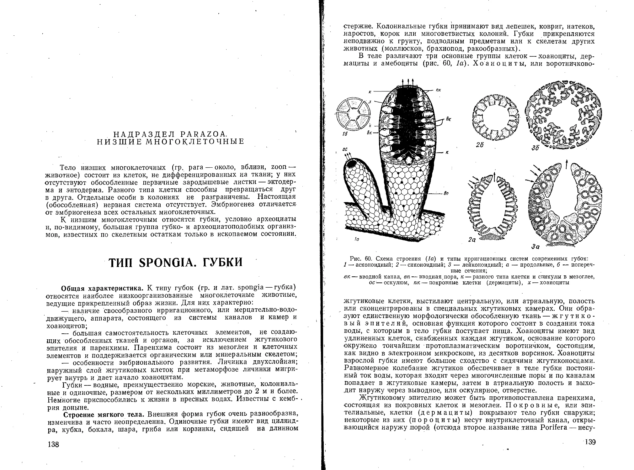 Тип Spongia. Губки