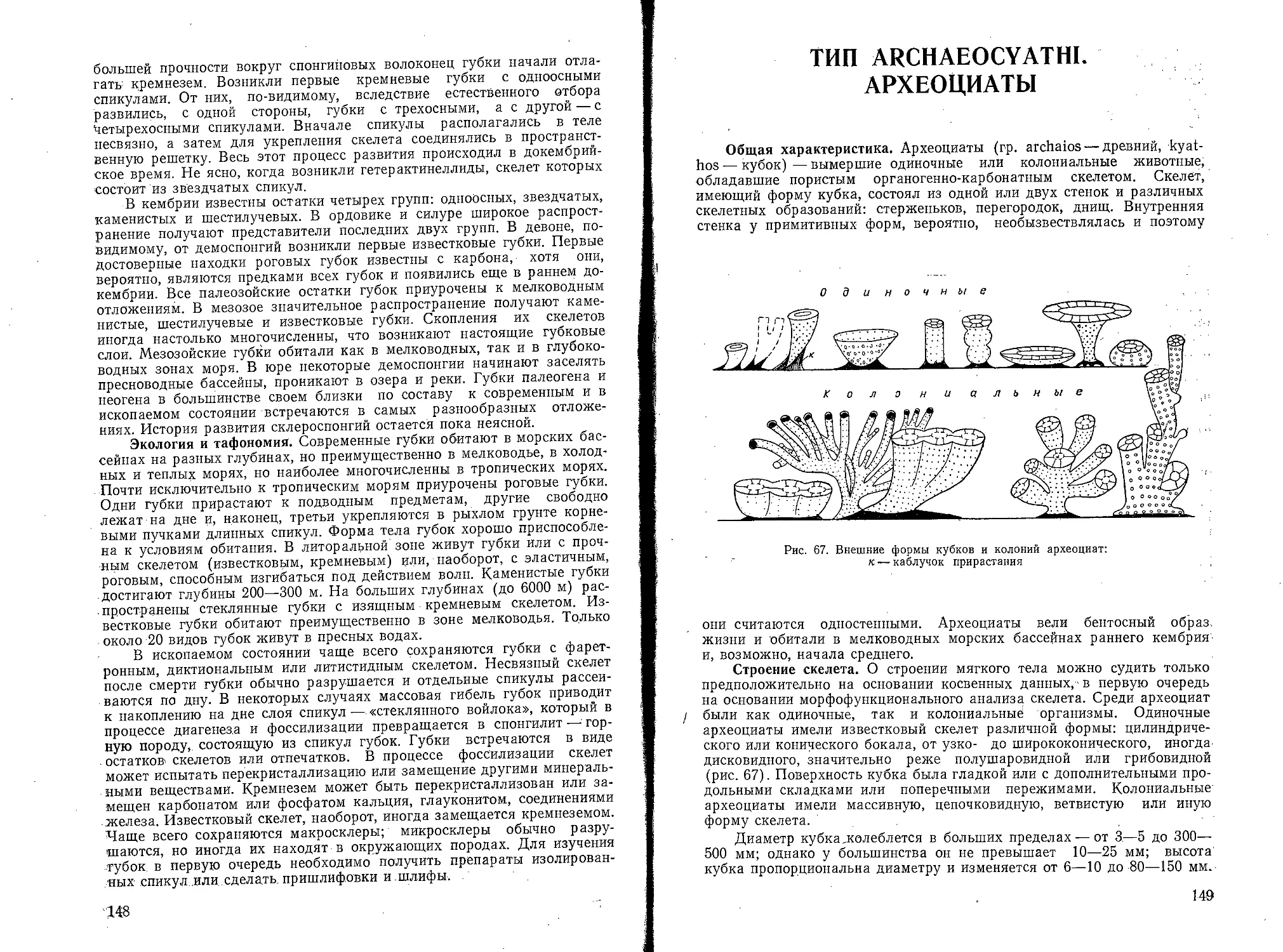 Тип Archaeocyathi. Археоциаты