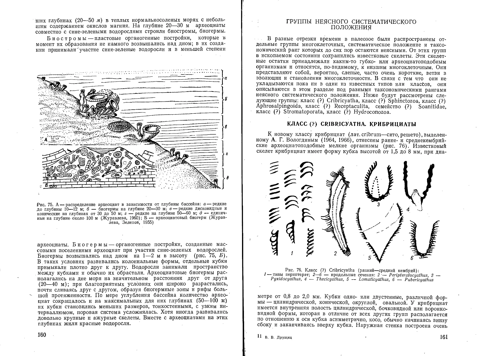 Группы неясного систематического положения