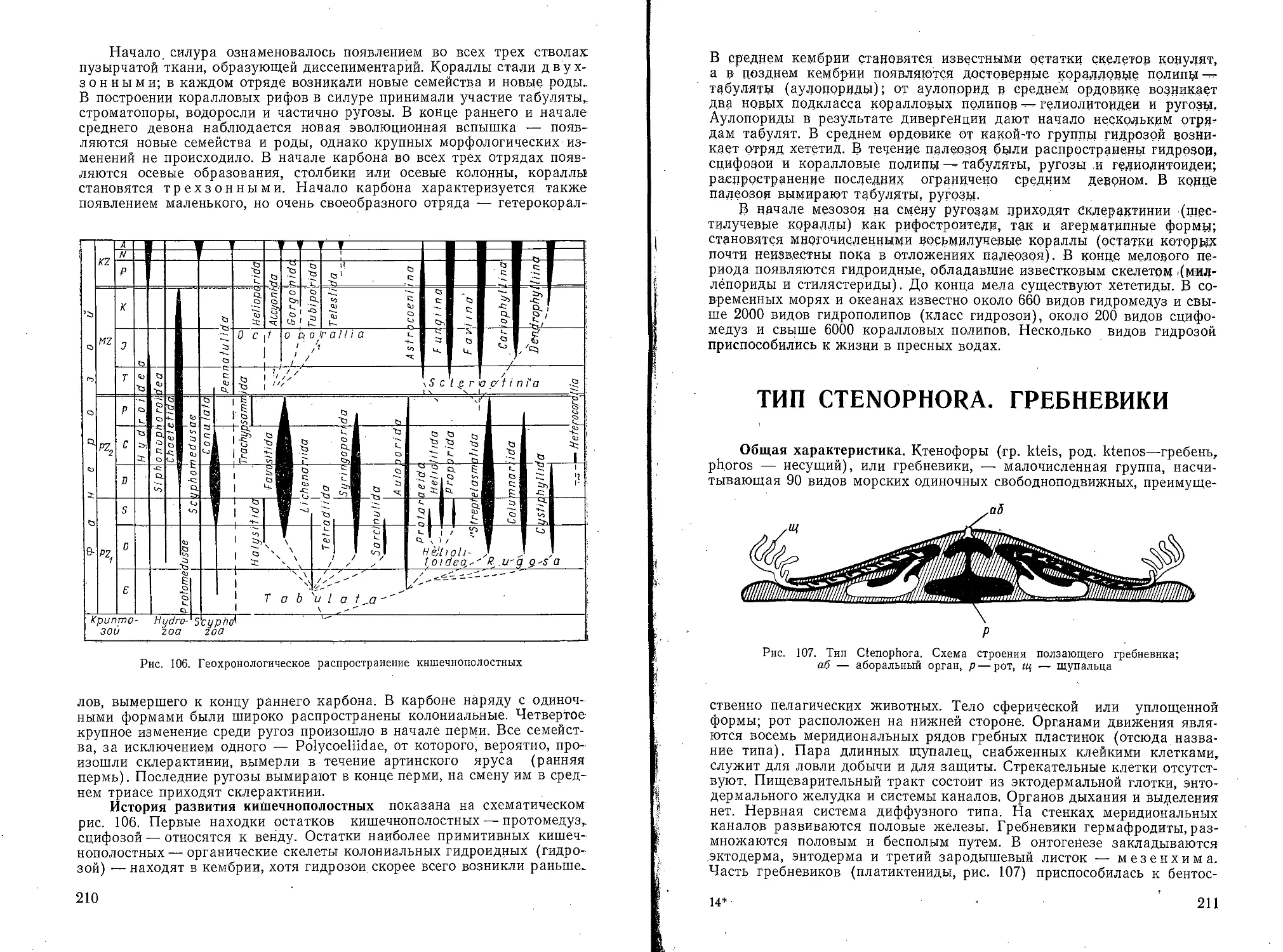 Тип Ctenophora. Гребневики