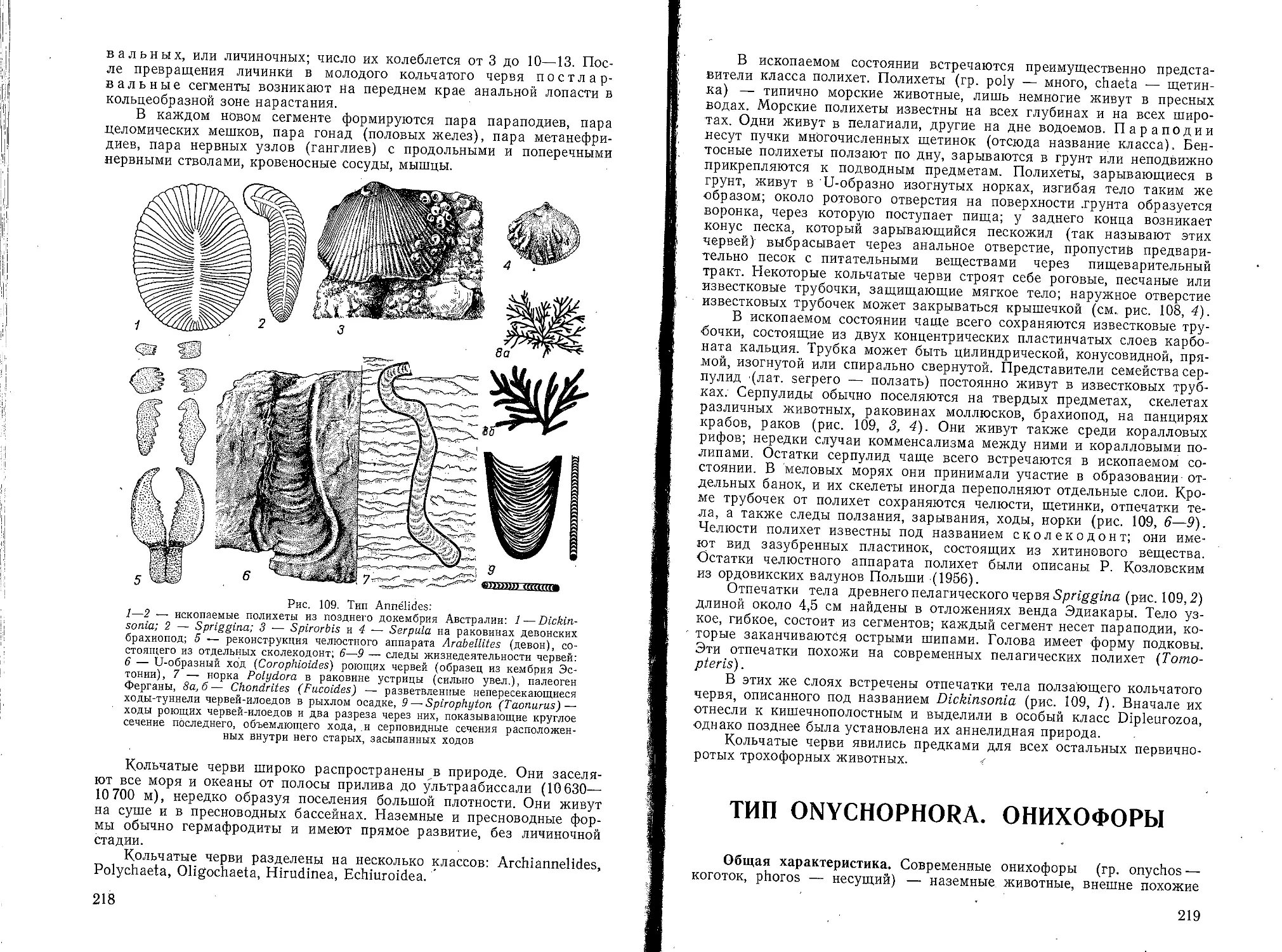 Тип Onychophora. Онихофоры