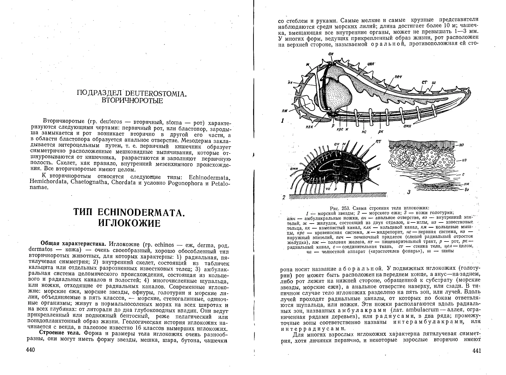 Тип Echinodermata. Иглокожие