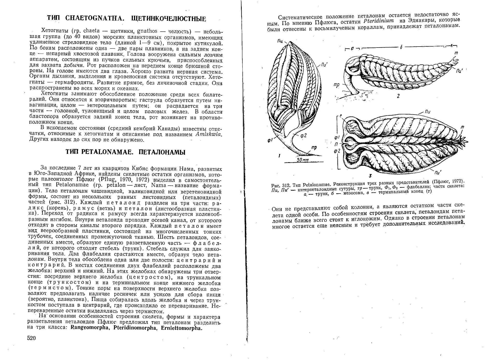 Тип Chaetognatha. Щетинкочелюстные