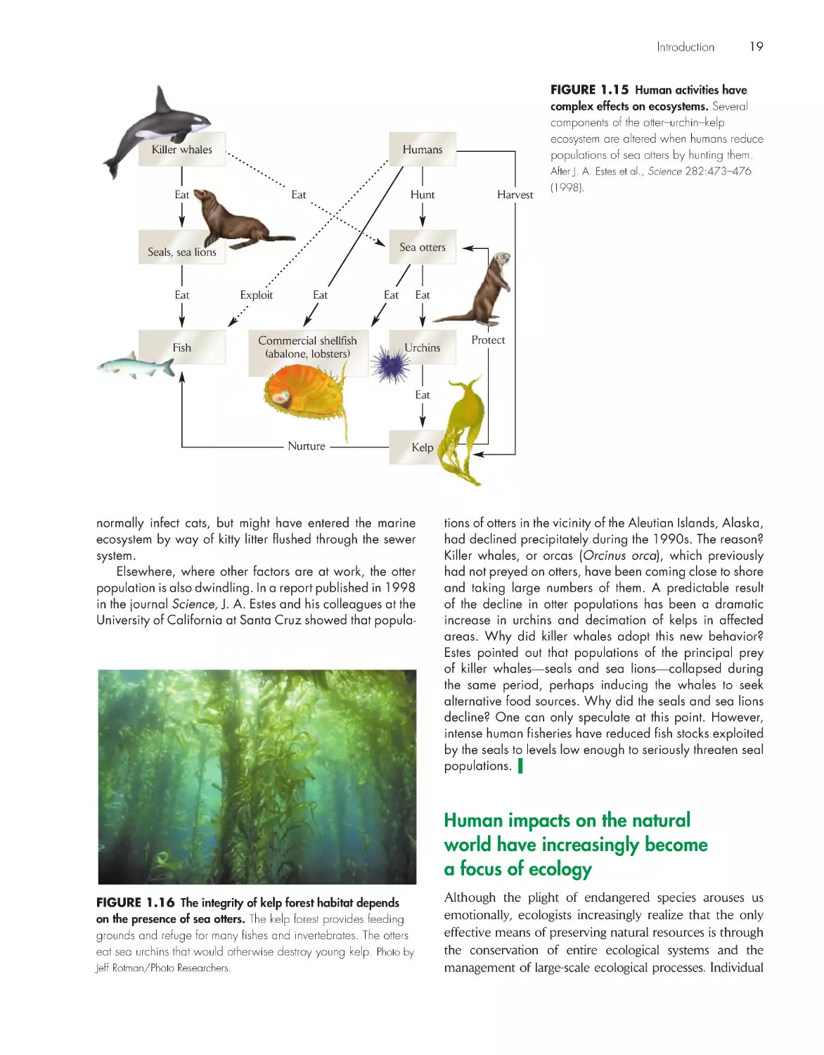 Human impacts on the natural world have increasingly become a focus of ecology