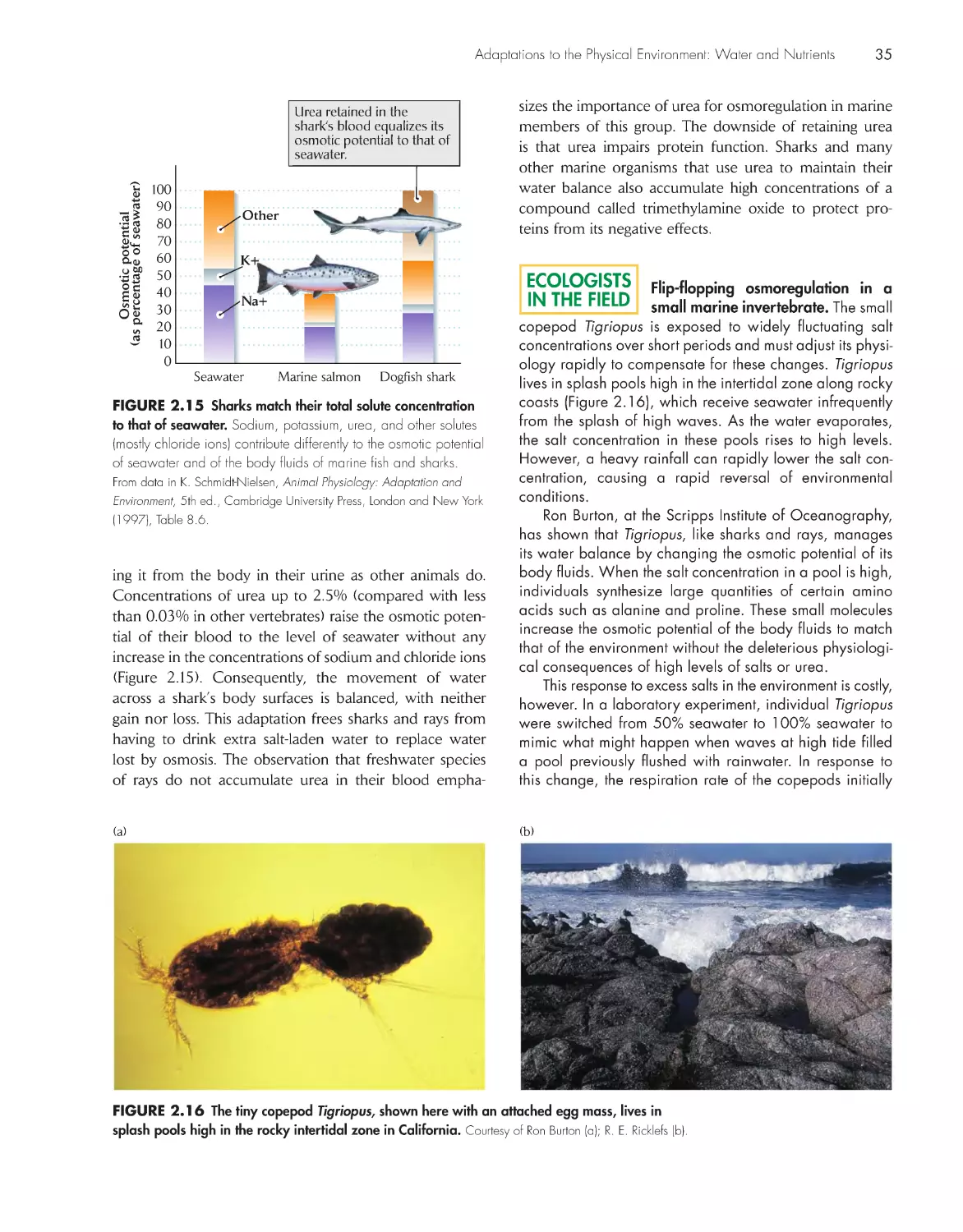 Ecologists in the Field: Flip-flopping osmoregulation in a small marine invertebrate.