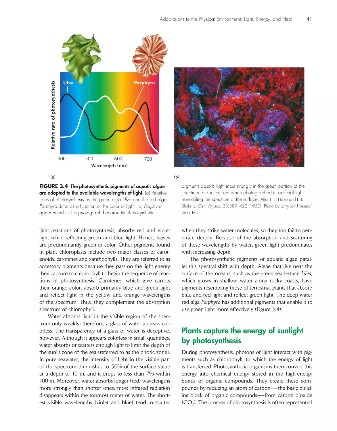 Plants capture the energy of sunlight by photosynthesis