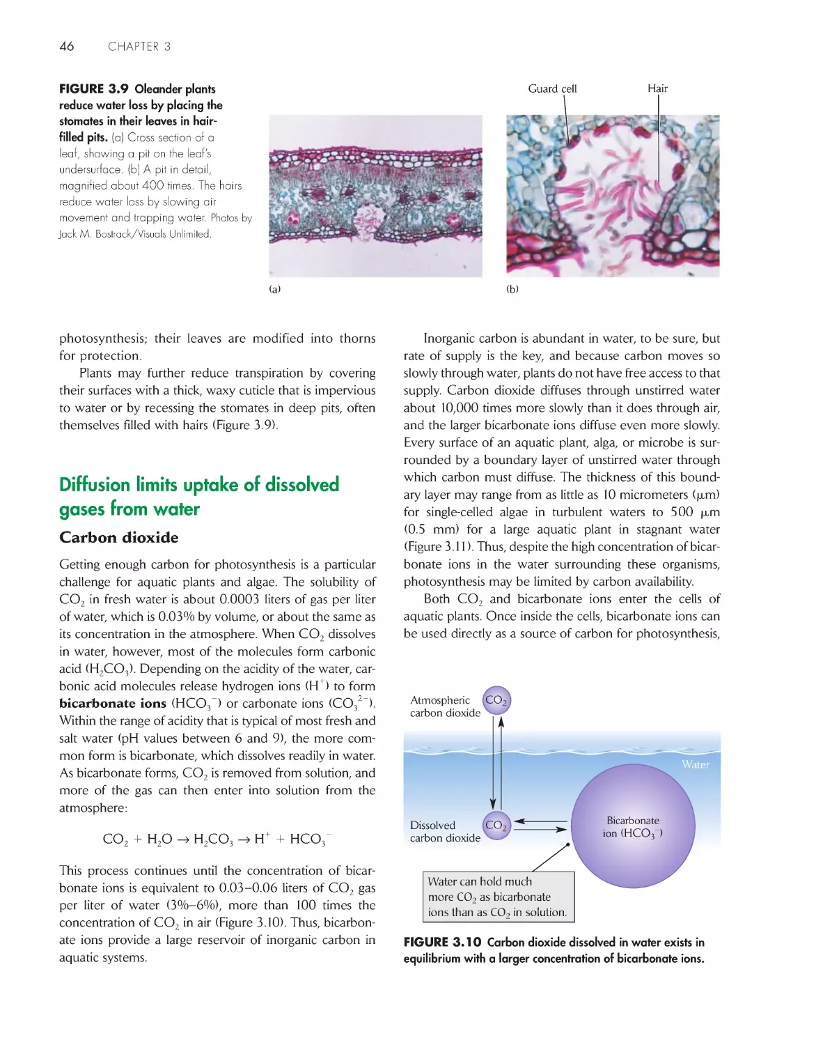 Diffusion limits uptake of dissolved gases from water