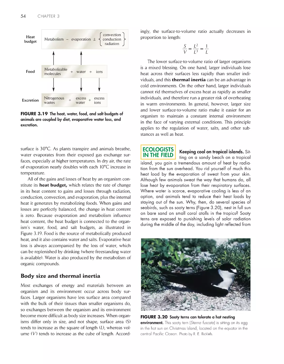 Ecologists in the Field: Keeping cool on tropical islands.