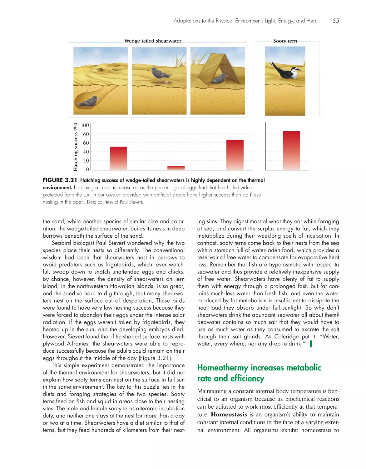 Homeothermy increases metabolic rate and efficiency