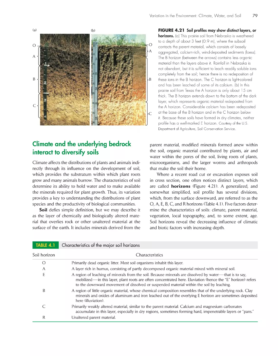 Climate and the underlying bedrock interact to diversify soils