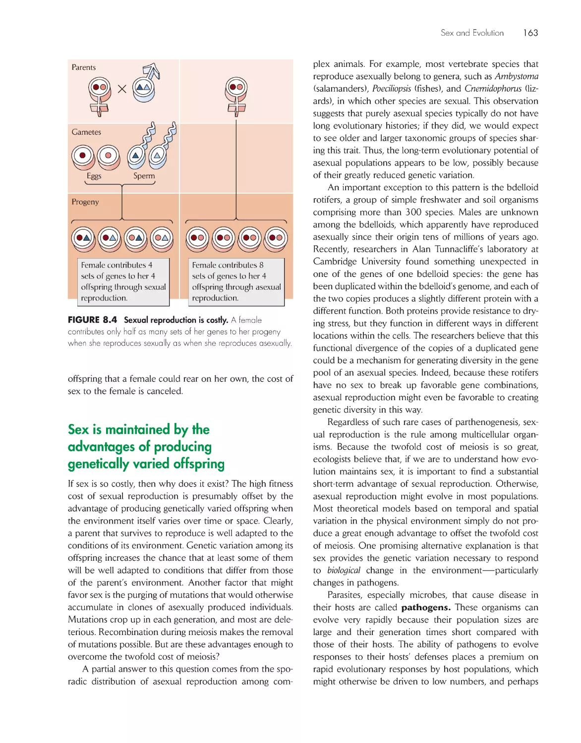 Sex is maintained by the advantages of producing genetically varied offspring