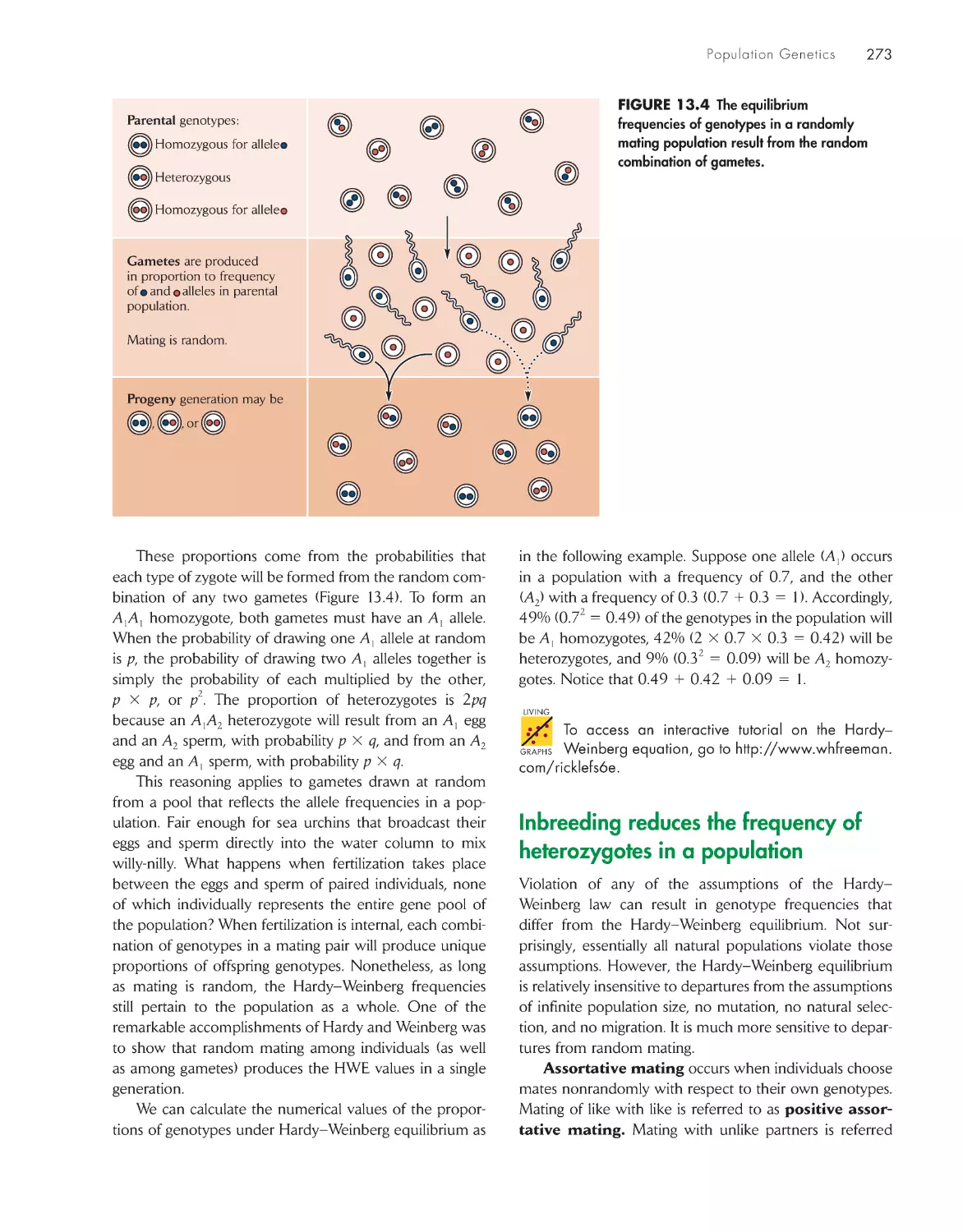 Inbreeding reduces the frequency of heterozygotes in a population