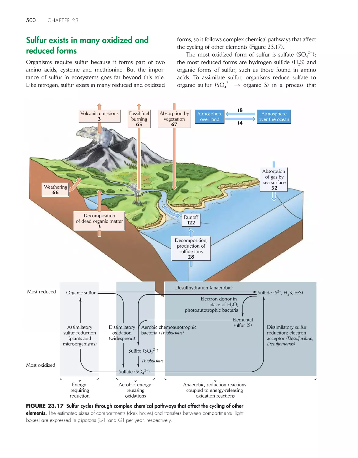 Sulfur exists in many oxidized and reduced forms