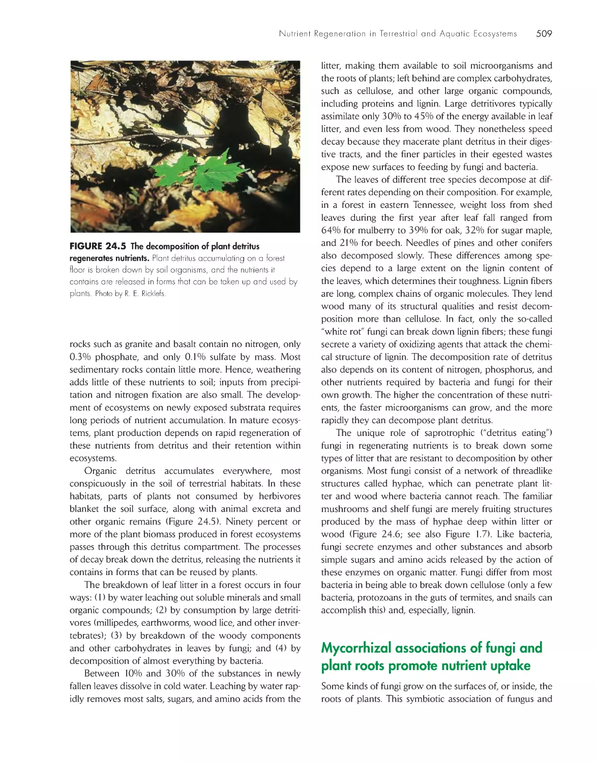 Mycorrhizal associations of fungi and plant roots promote nutrient uptake