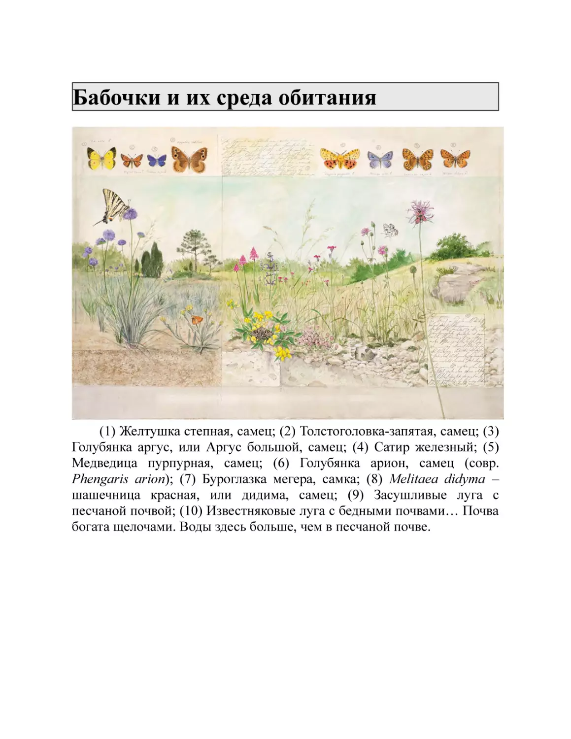Бабочки и их среда обитания
