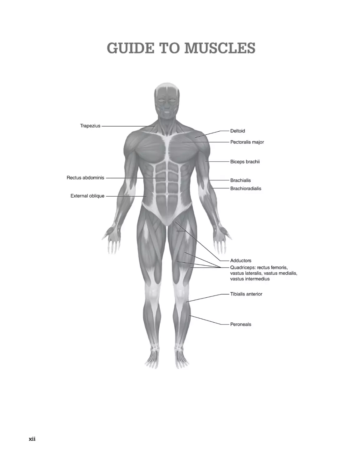 Guide to Muscles