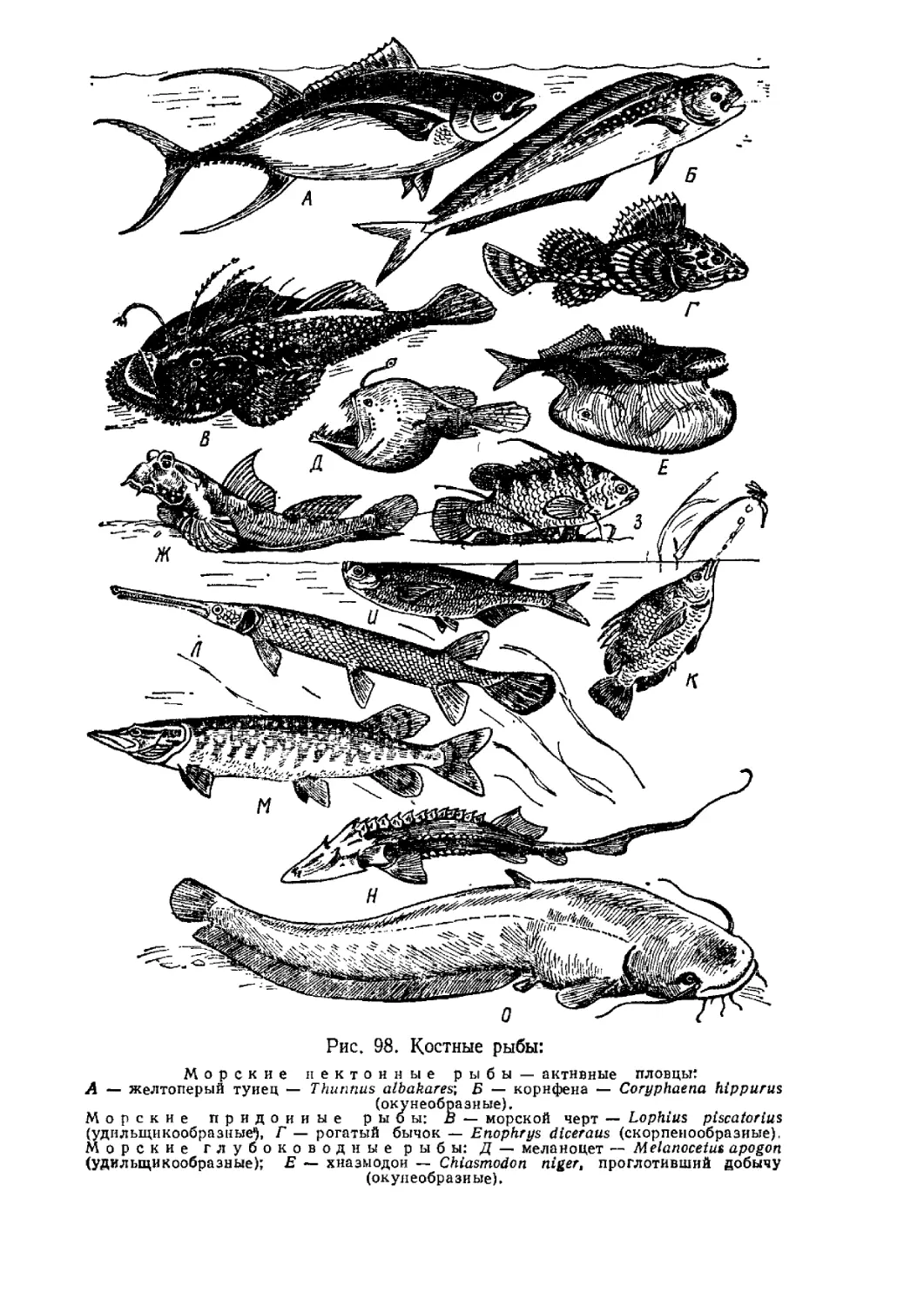 3 примера костных рыб. Представители рыб Тип Хордовые. Костистые рыбы представители. Представители костистых рэп. Представители отряда костистых рыб.