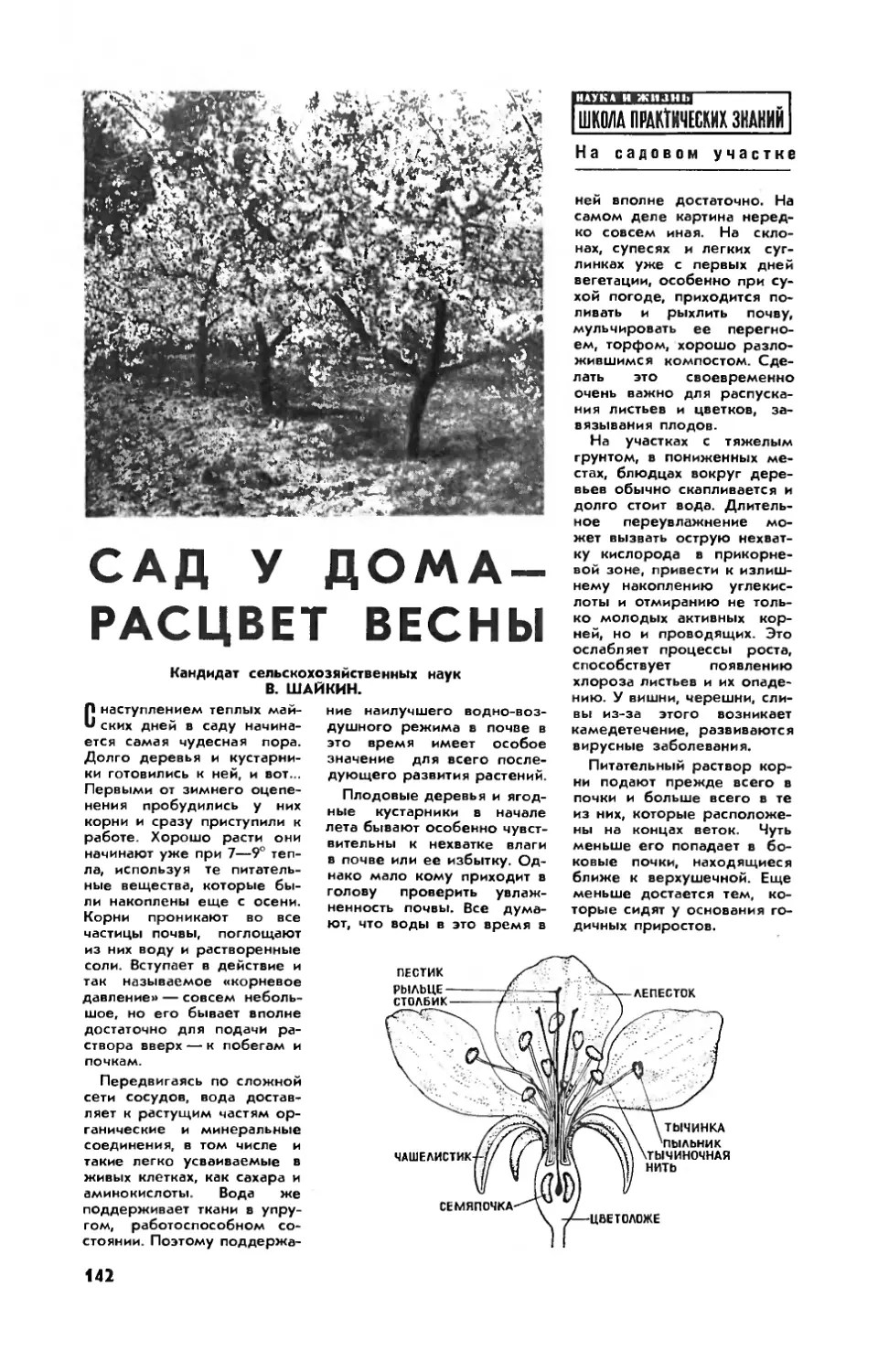 В. ШАЙКИН, канд. сельхоз. наук — Сад у дома — расцвет весны