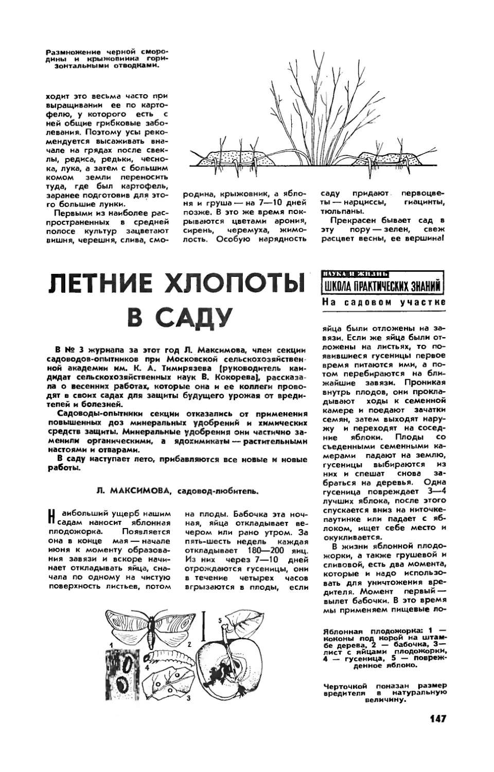 Л. МАКСИМОВА — Летние хлопоты в саду