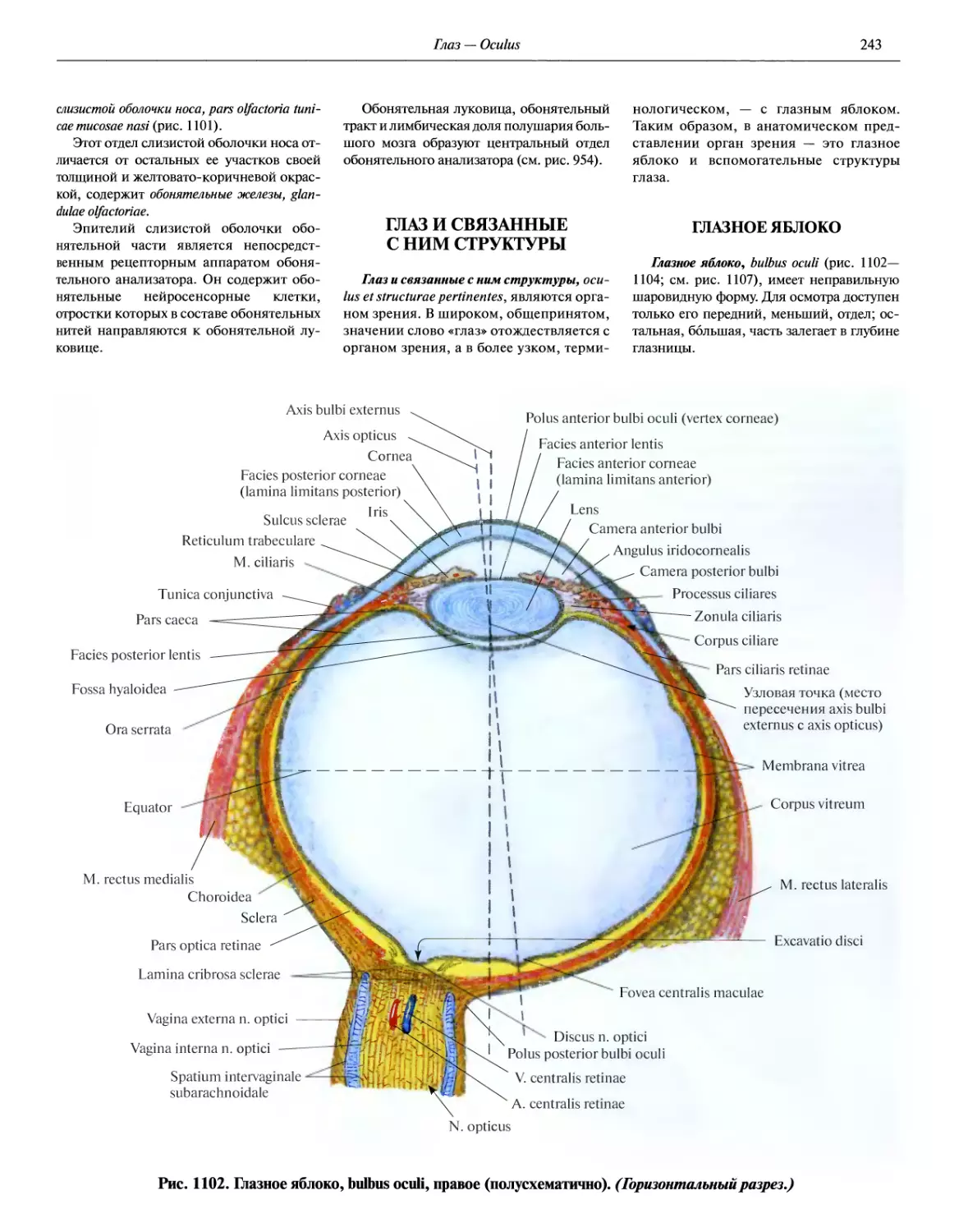 Строение глазного яблока анатомия Синельников