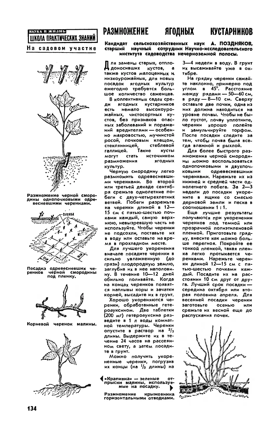 А. ПОЗДНЯКОВ, канд. с.-х. наук — Размножение ягодных кустарников