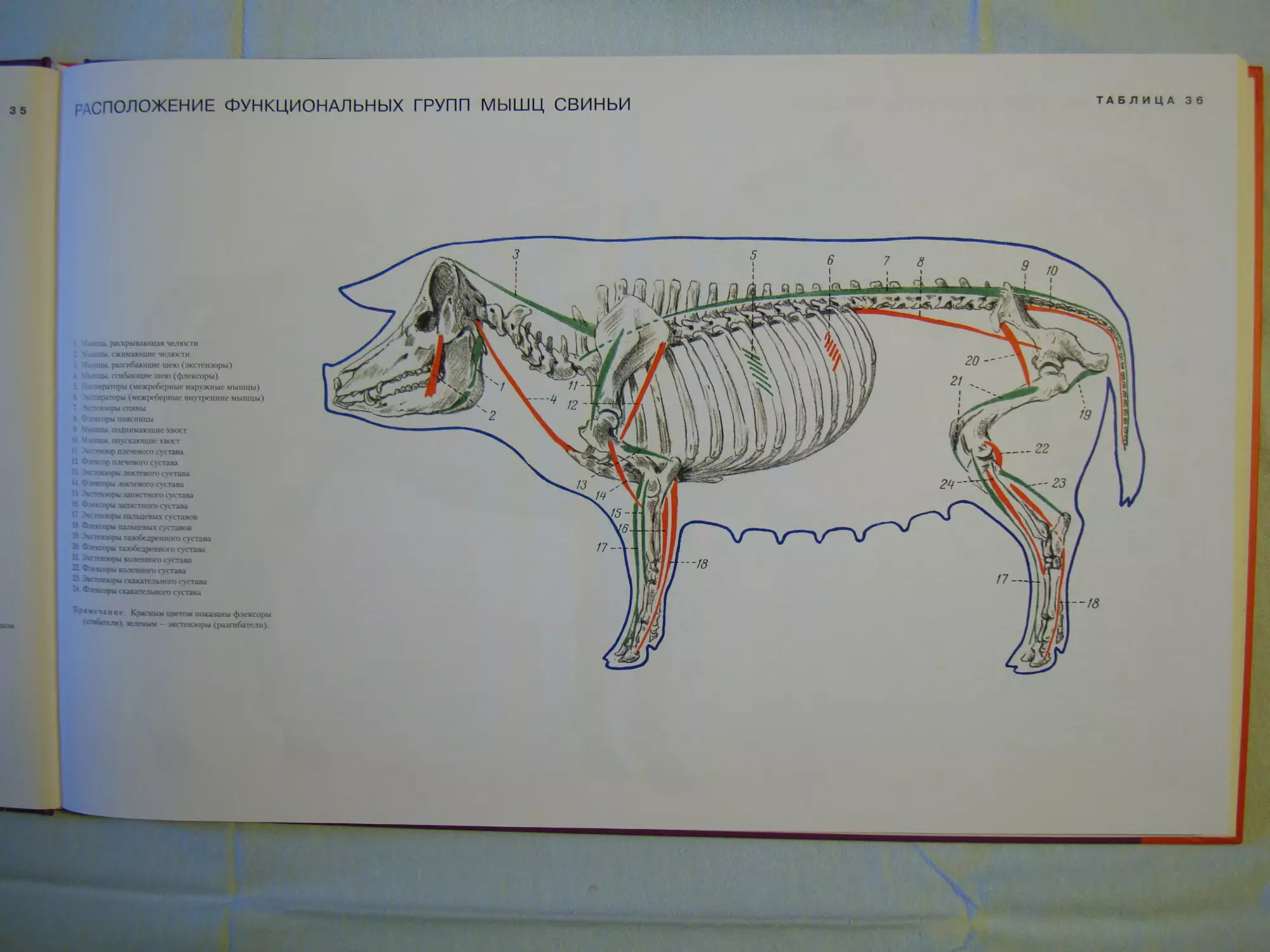 Анатомия свиньи артерии