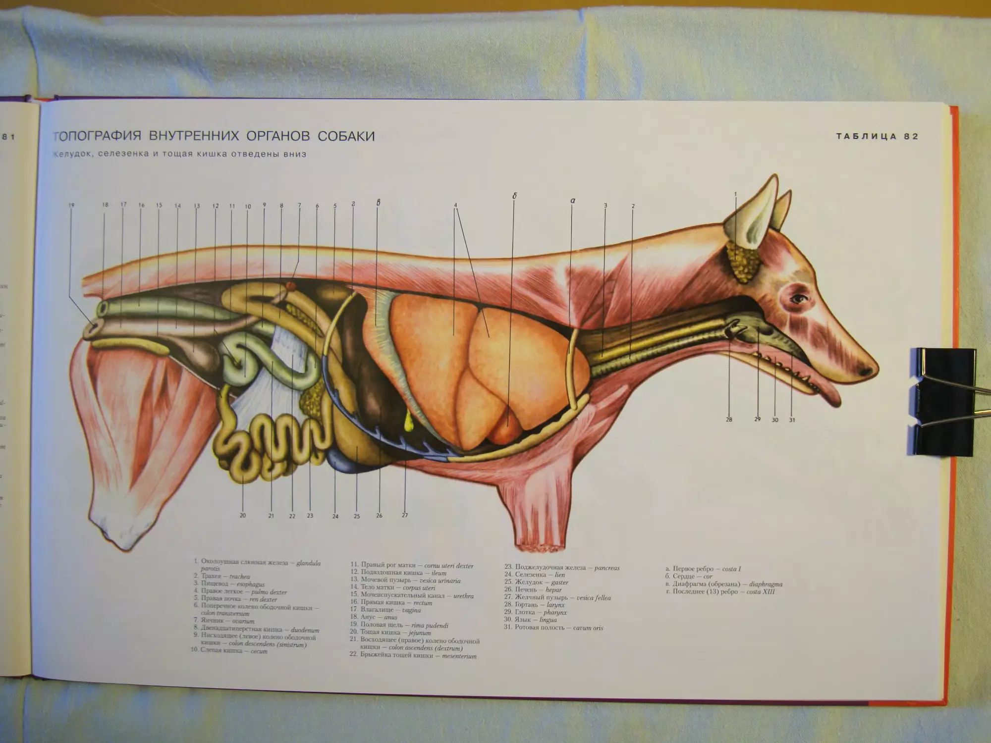 Топография органов брюшной полости собаки