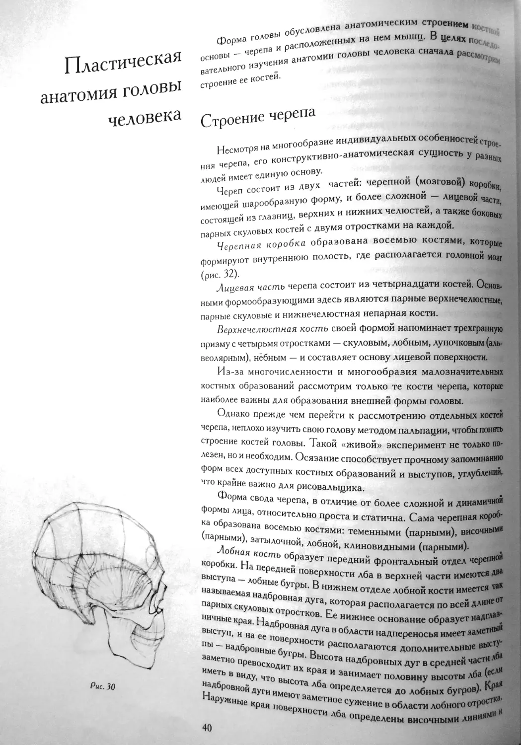 Пластическая анатомия головы человека
Строение черепа