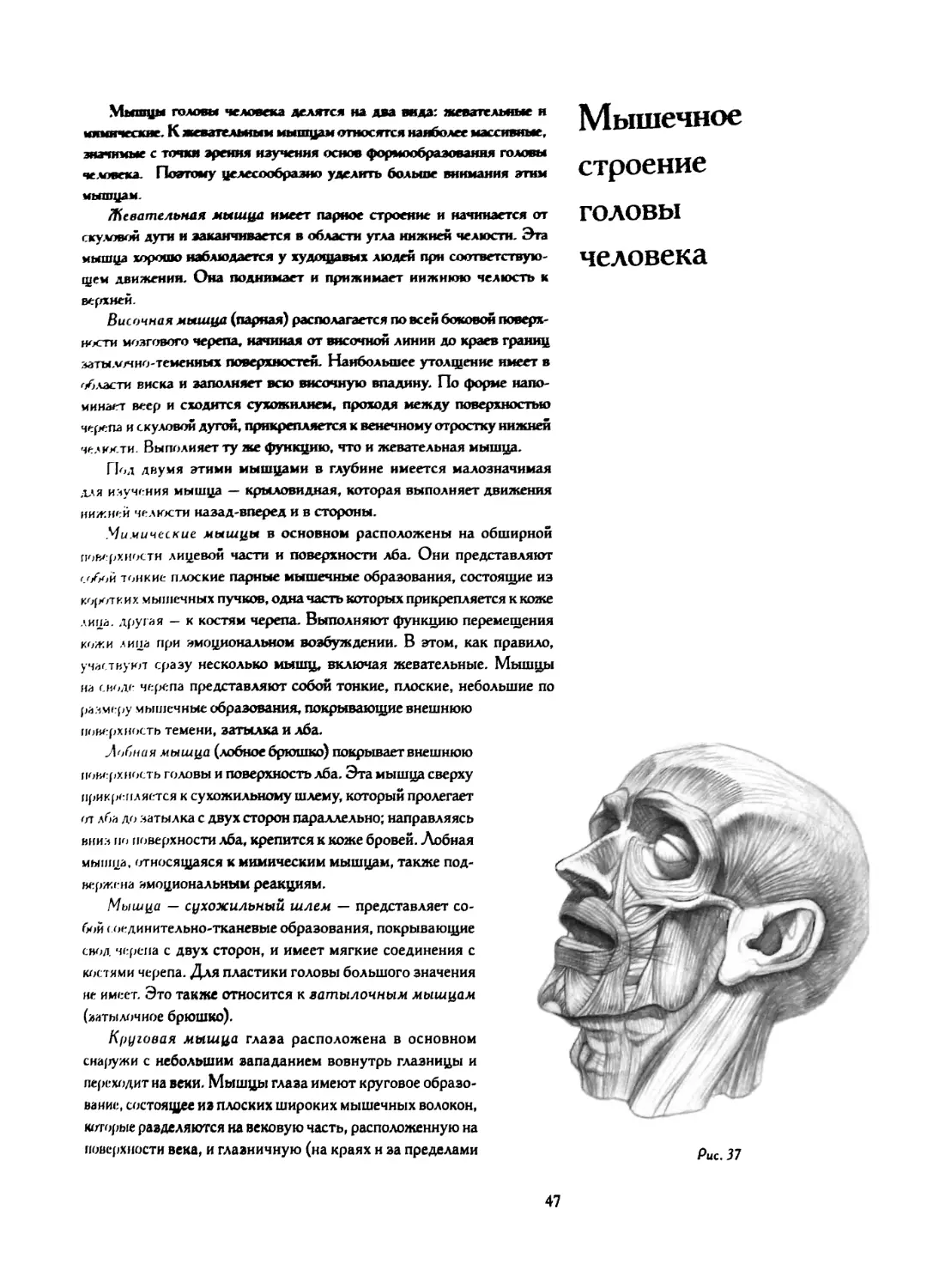 Мышечное строение головы человека