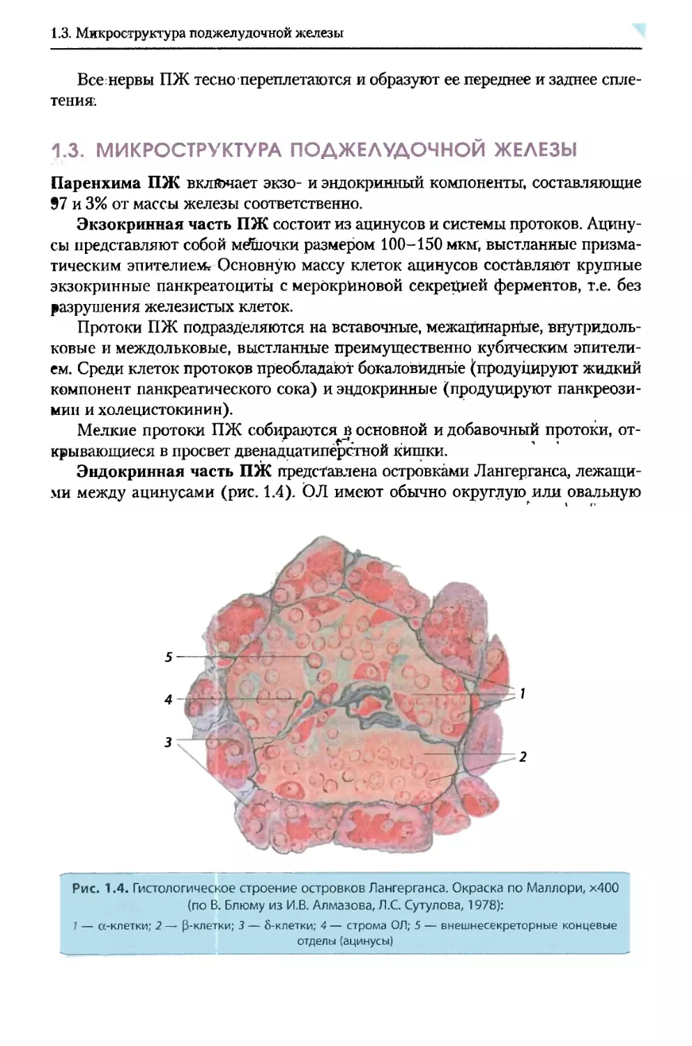 1.3. Микроструктура поджелудочной железы